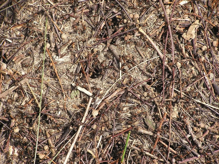 some small plants growing in a field covered in leaves