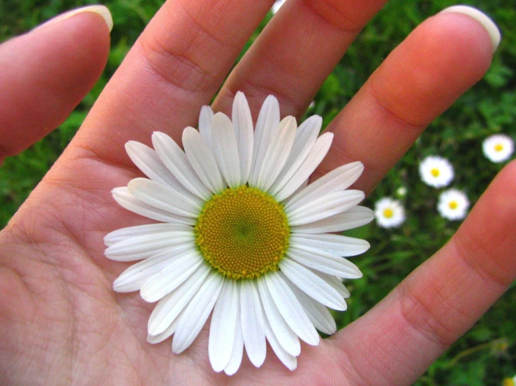 a person's hand holds out their hand with a white and yellow flower