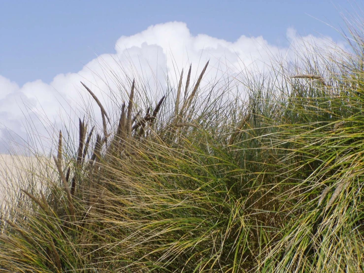 a field with plants and a bird perched on top of it