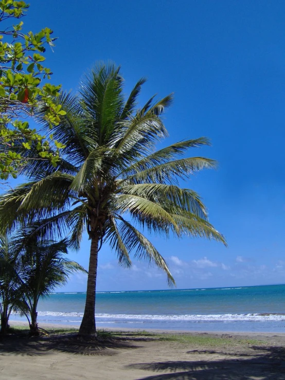 palm trees near the ocean on a sunny day