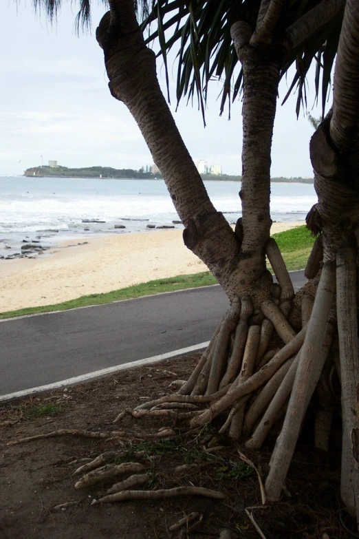 some trees and sand near the beach