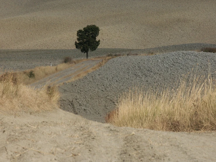 there is a lone tree in the desert