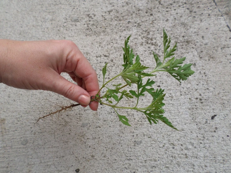 a leaf is being held onto a piece of concrete