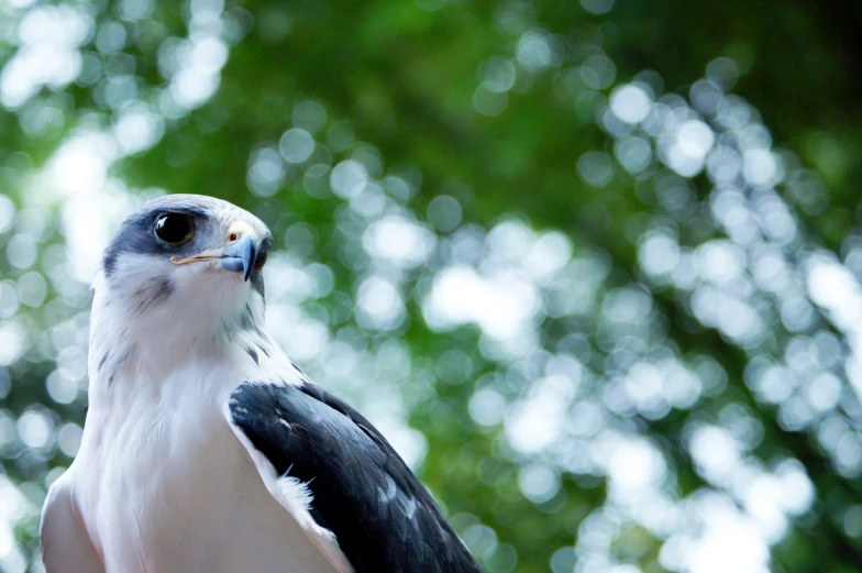 a black and white bird with a brown and yellow beak