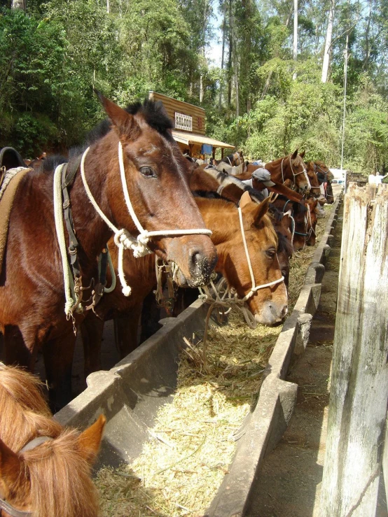 two horses eating hay in their barn