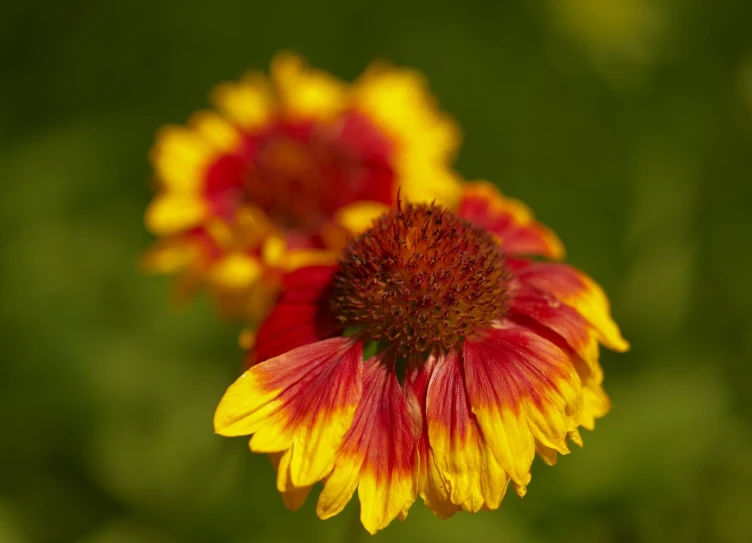 some very pretty yellow and red flowers by some grass