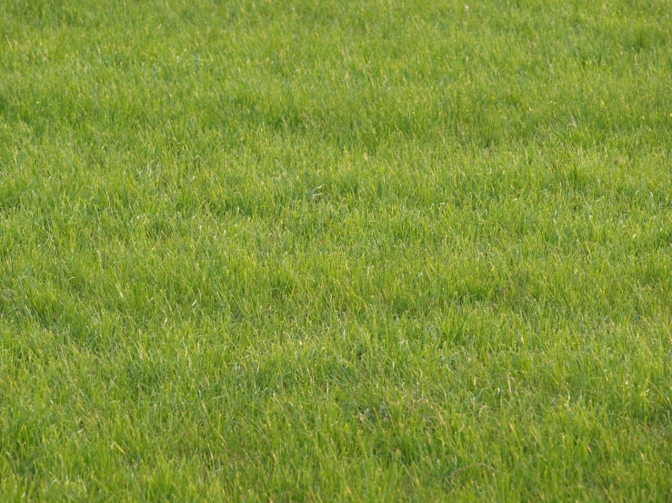 a green field with a yellow and black fire hydrant