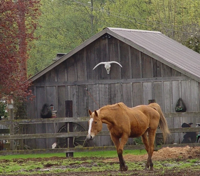 a brown horse standing in front of a barn