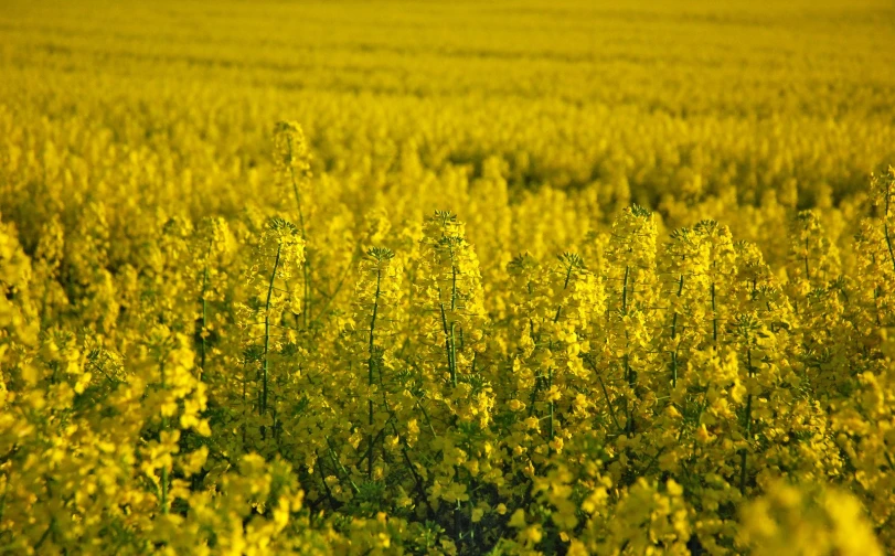 a view of the field from a distance