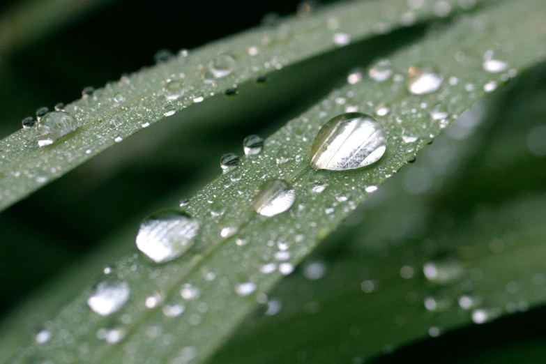 the green leaf has dewdrops on it