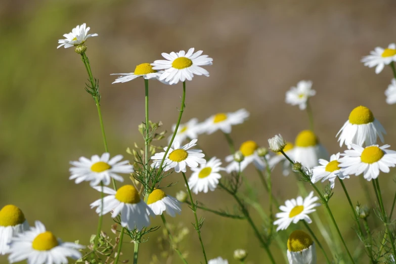 a field of daisy flowers are being pographed