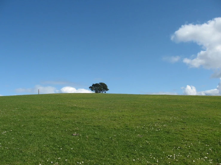 there is a lone tree that stands on a hill