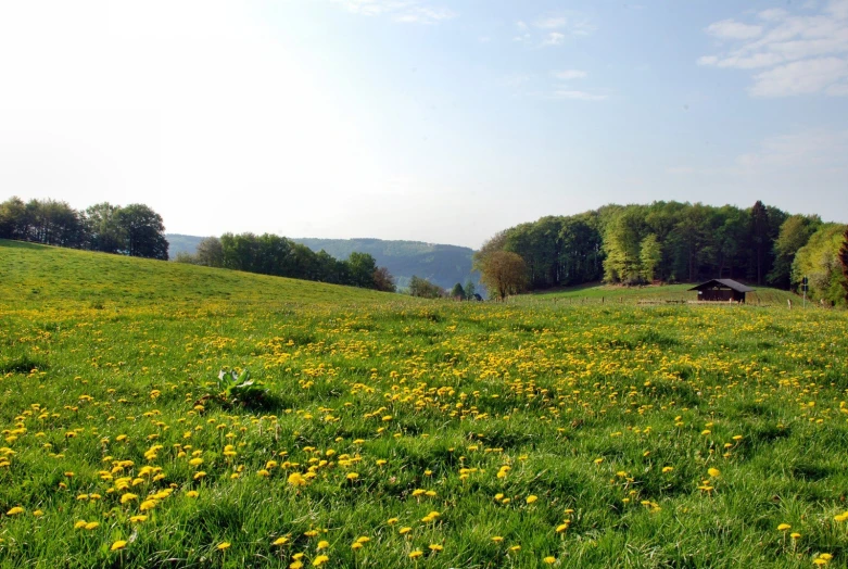 a field with flowers in the middle and a farm in the background