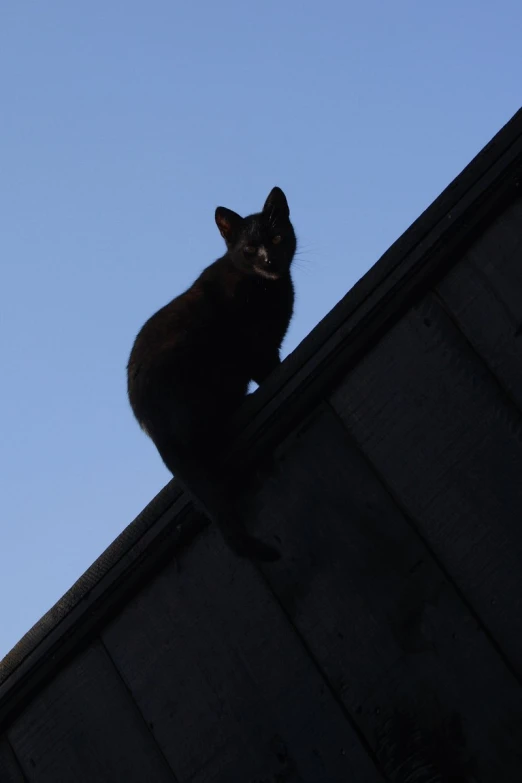 a black cat standing on top of a roof