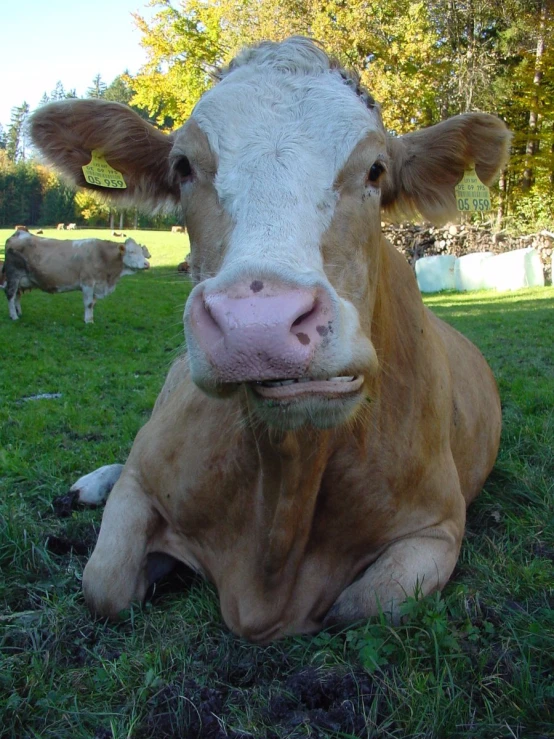 a brown and white cow sitting on top of a lush green field