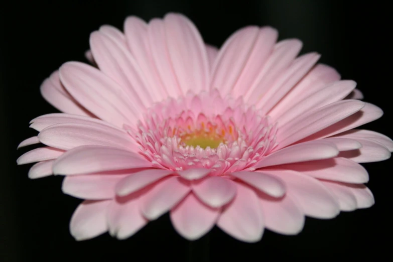 a light pink daisy with an interesting center