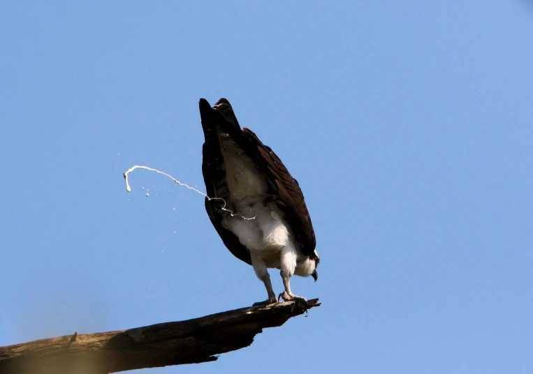 an ostrich perches on a nch and stares up