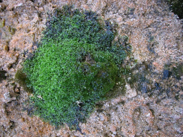an odd looking green object in some rocks