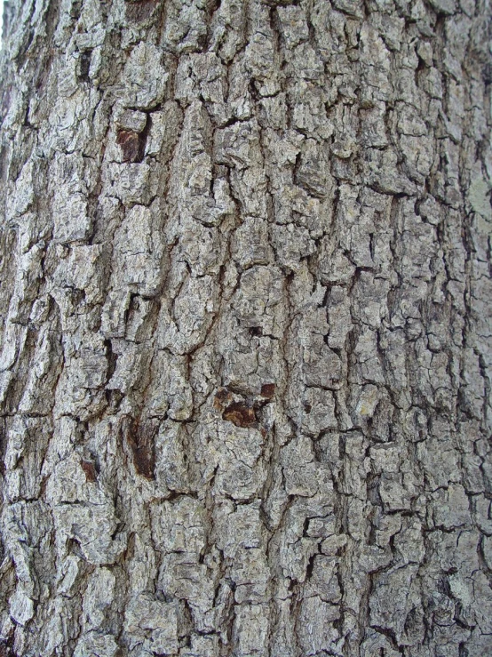 close up of bark of tree trunk and brown stains