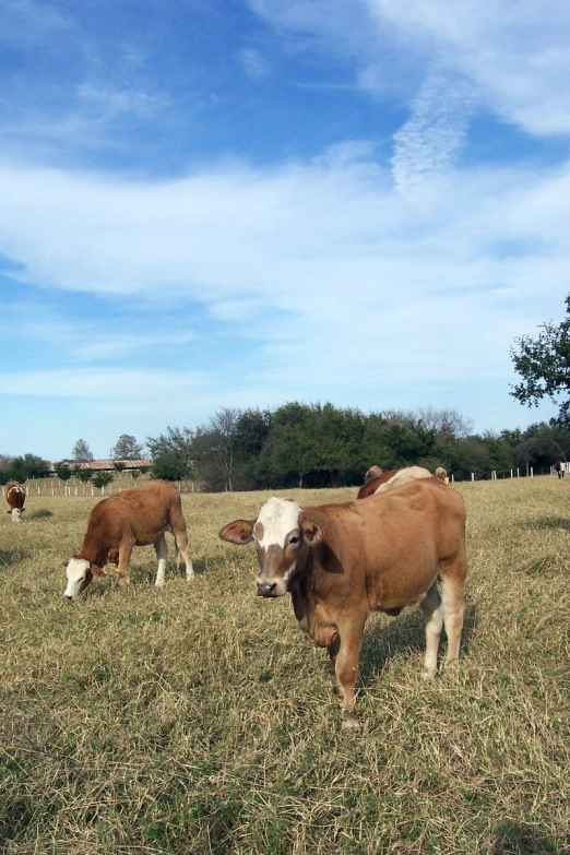 cows grazing in the pasture under blue skies