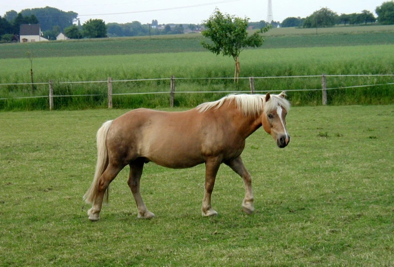 there is a horse walking in a field