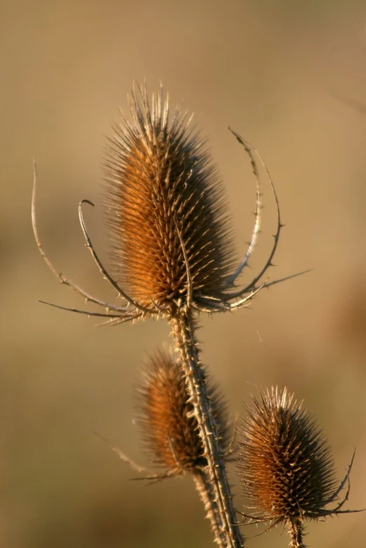 two long haired flowers with one blooming