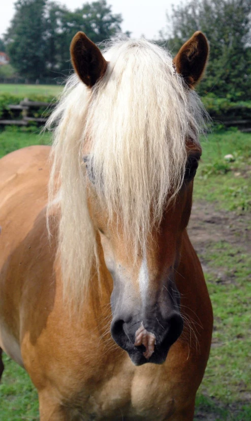 this is a horse with white hair walking
