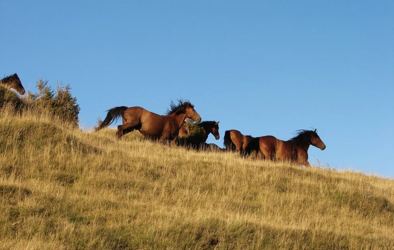 four horses walk on a hill and look around