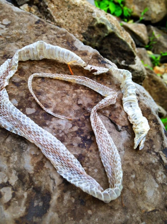 a white snake on top of rocks in the forest