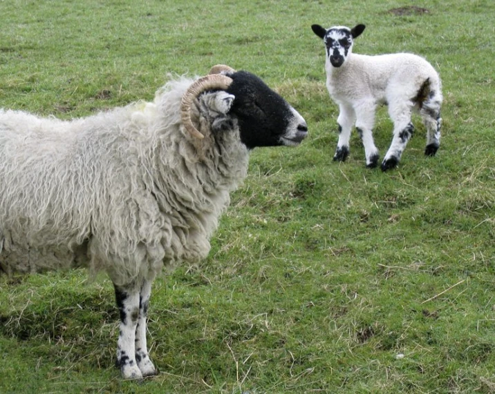 two sheep standing in the grass on the side of a hill