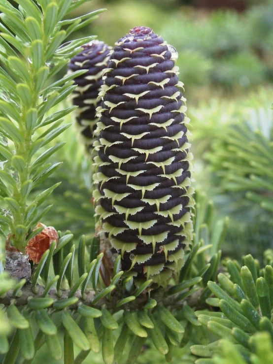 green needles on the tip of a plant