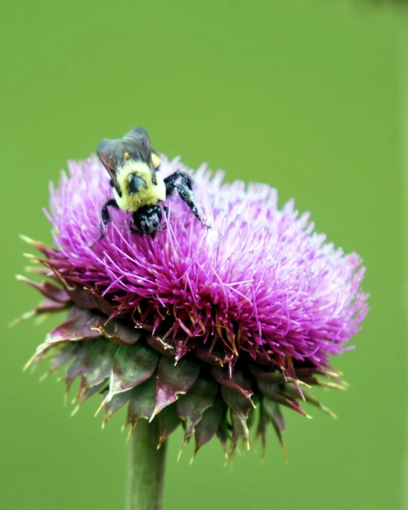 a bum sitting on top of a purple flower