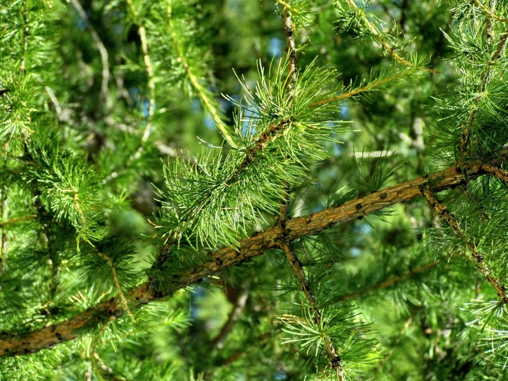 a close up view of the tree nch