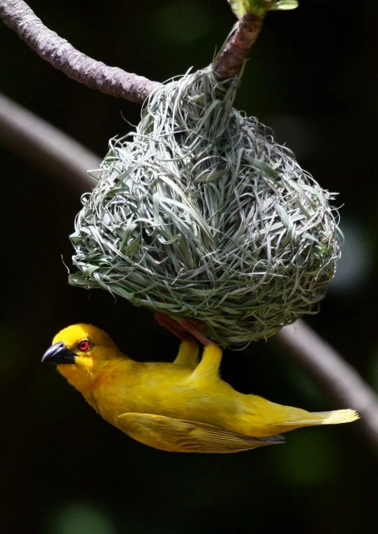 a yellow bird sits on top of a bird feeder