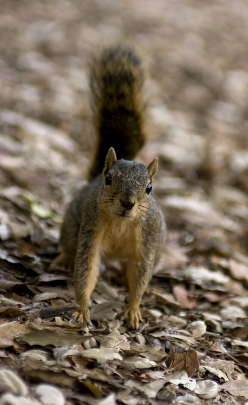 a small animal walking on the ground