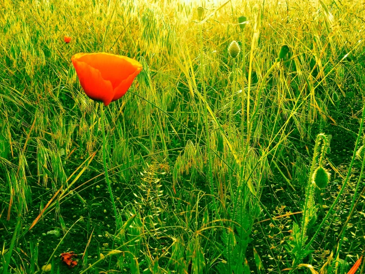 a single red flower in a green field