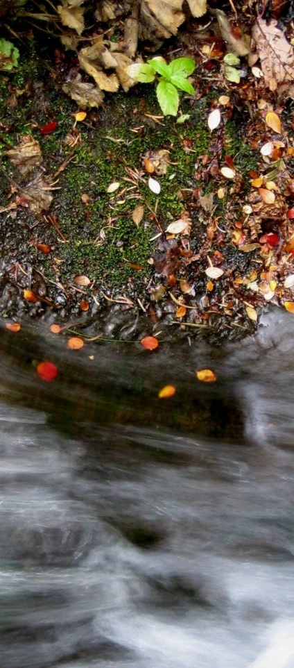 small orange floating on top of a body of water