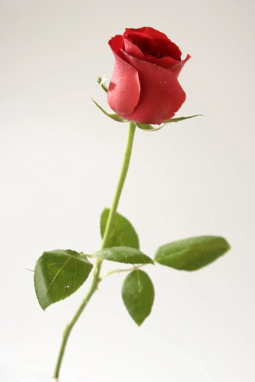 a single red rose is sitting alone on a table