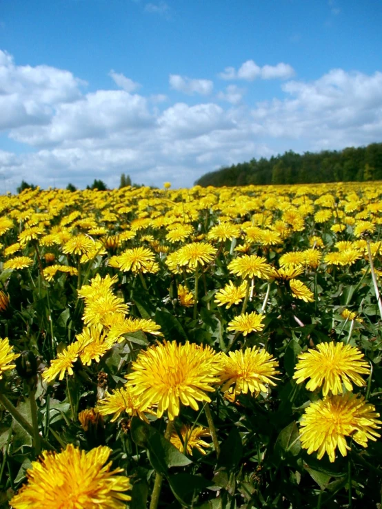 a large field of flowers with some blue sky in the background