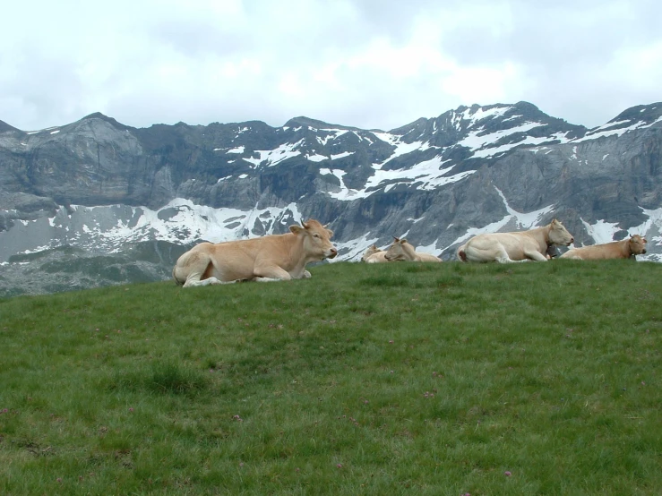 some brown and white cows some snow mountains