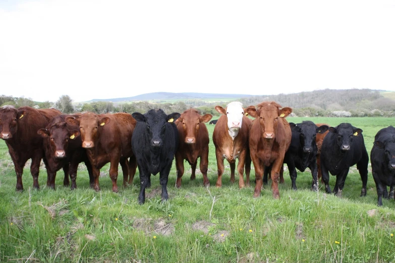 several black cows standing together in the grass