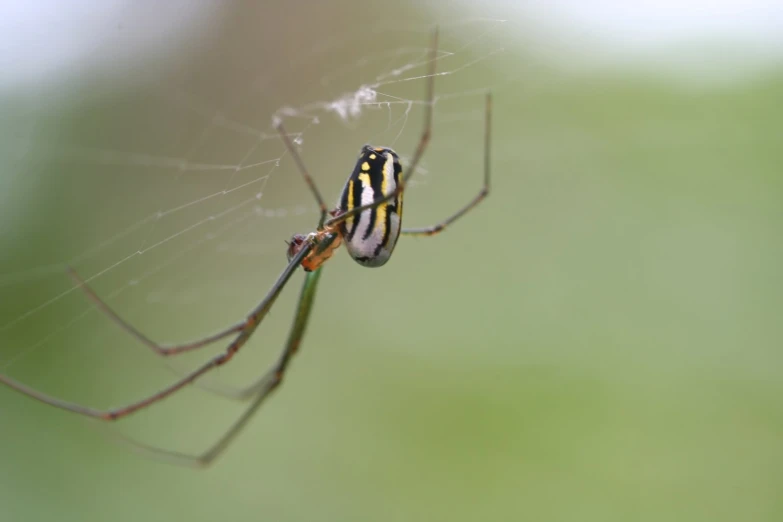 a spider on it's side eating a large, open web