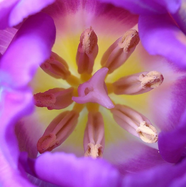 the center of a purple flower that is open