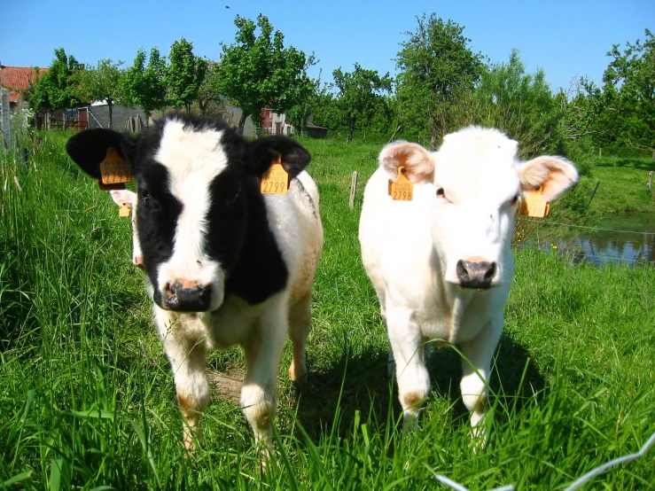 two cows are standing in the grass near a fence