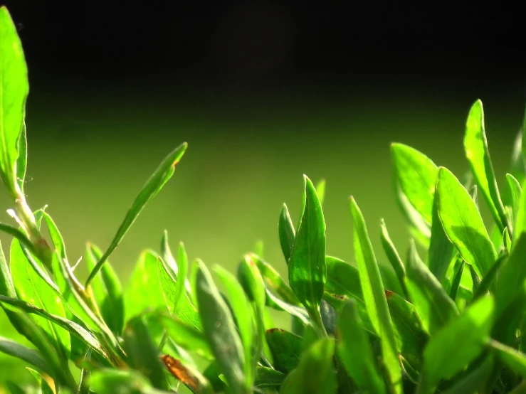 the top edge of a green field with grass