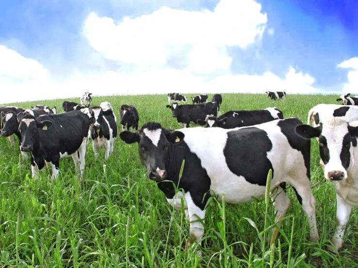 the cows are grazing in a large green field