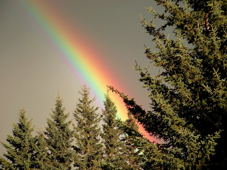 a rainbow is visible through the trees