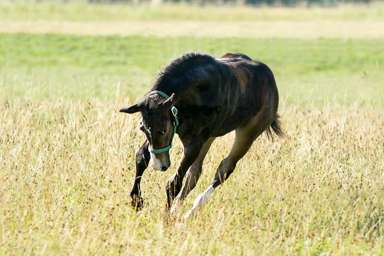 a horse is running in the tall grass