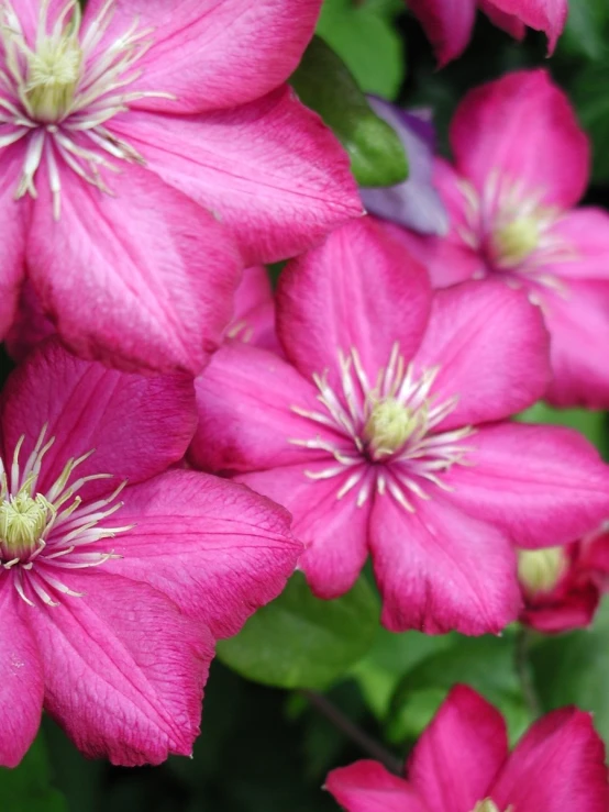 close up s of a pink and green bush