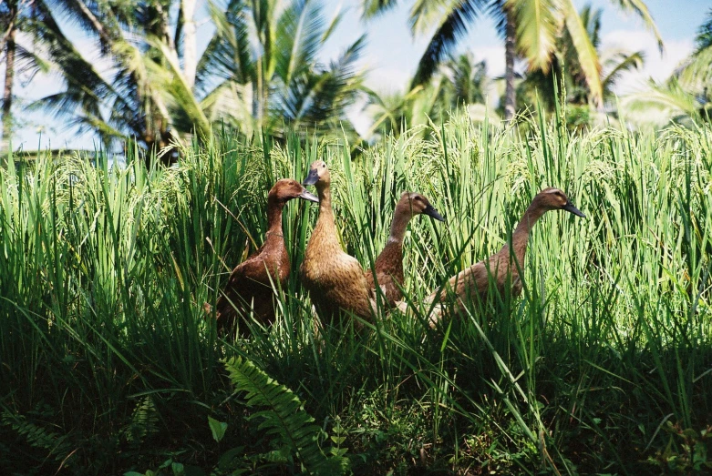 two geese in tall grass near a palm tree